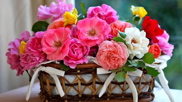Pink Colored Flowers