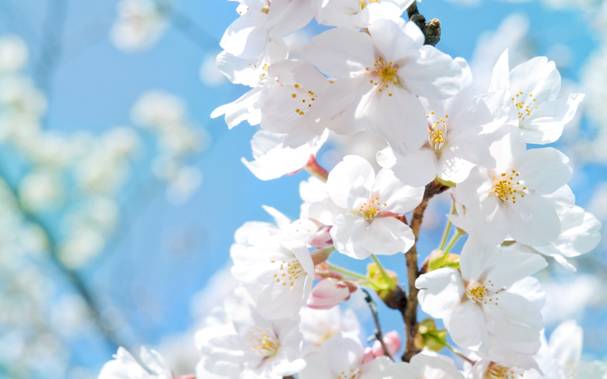 White Colored Flowers