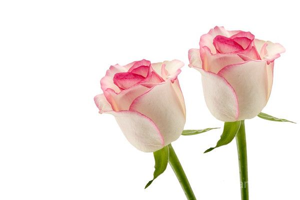Coral Roses