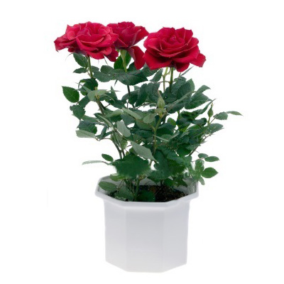 A potted flowering plant