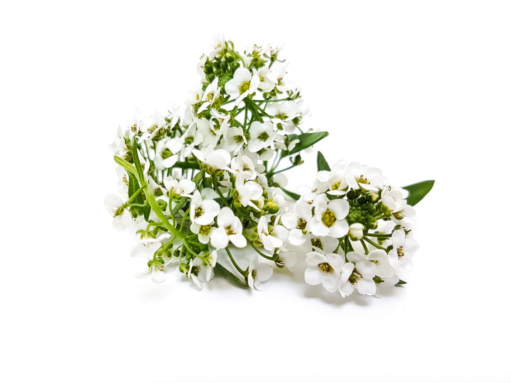 Alyssum