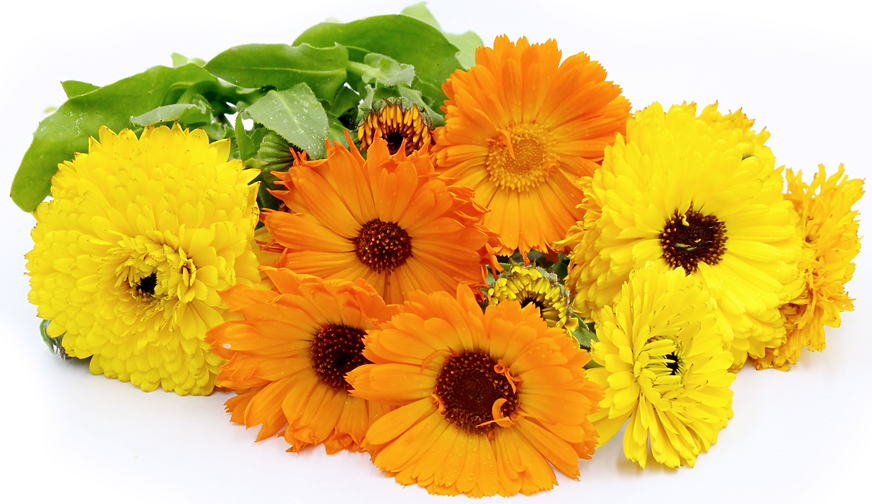 Calendulas