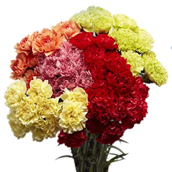 Carnations