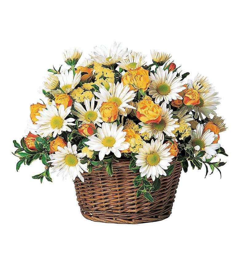 Daisies