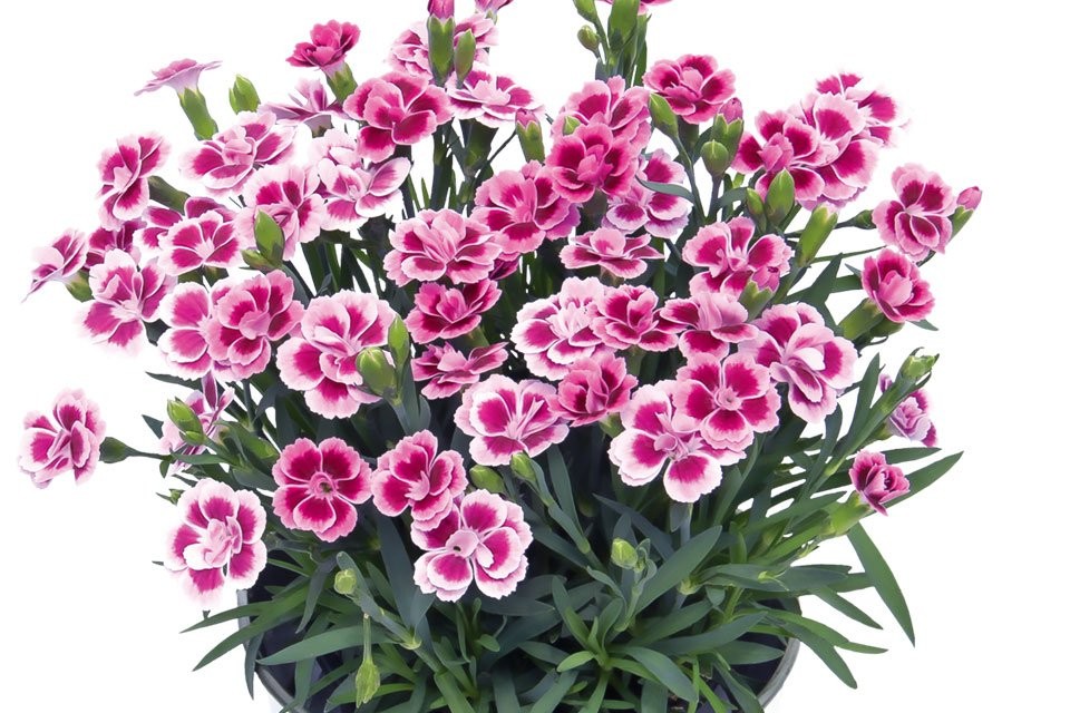 Dianthus