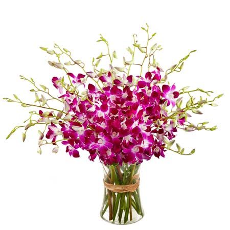 Orchids