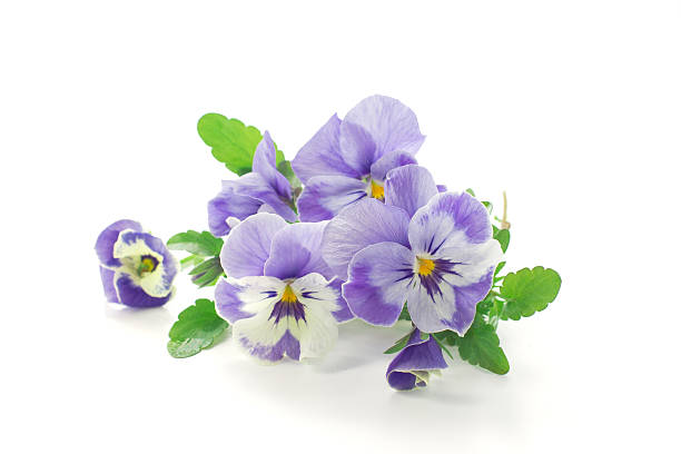 Pansy