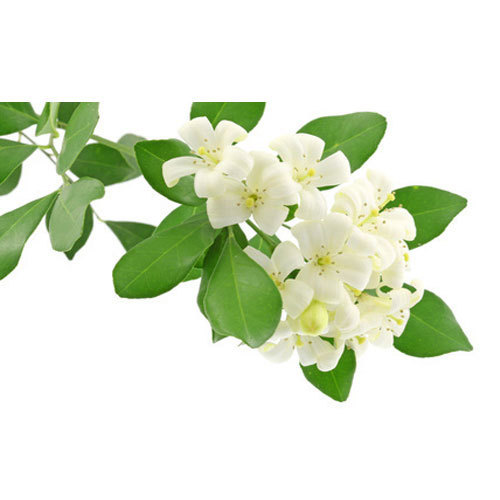 Winter Jasmine