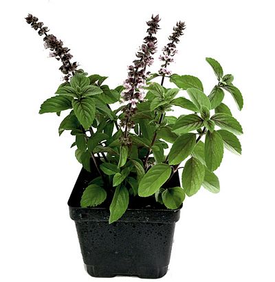 UAE Basil-Plant