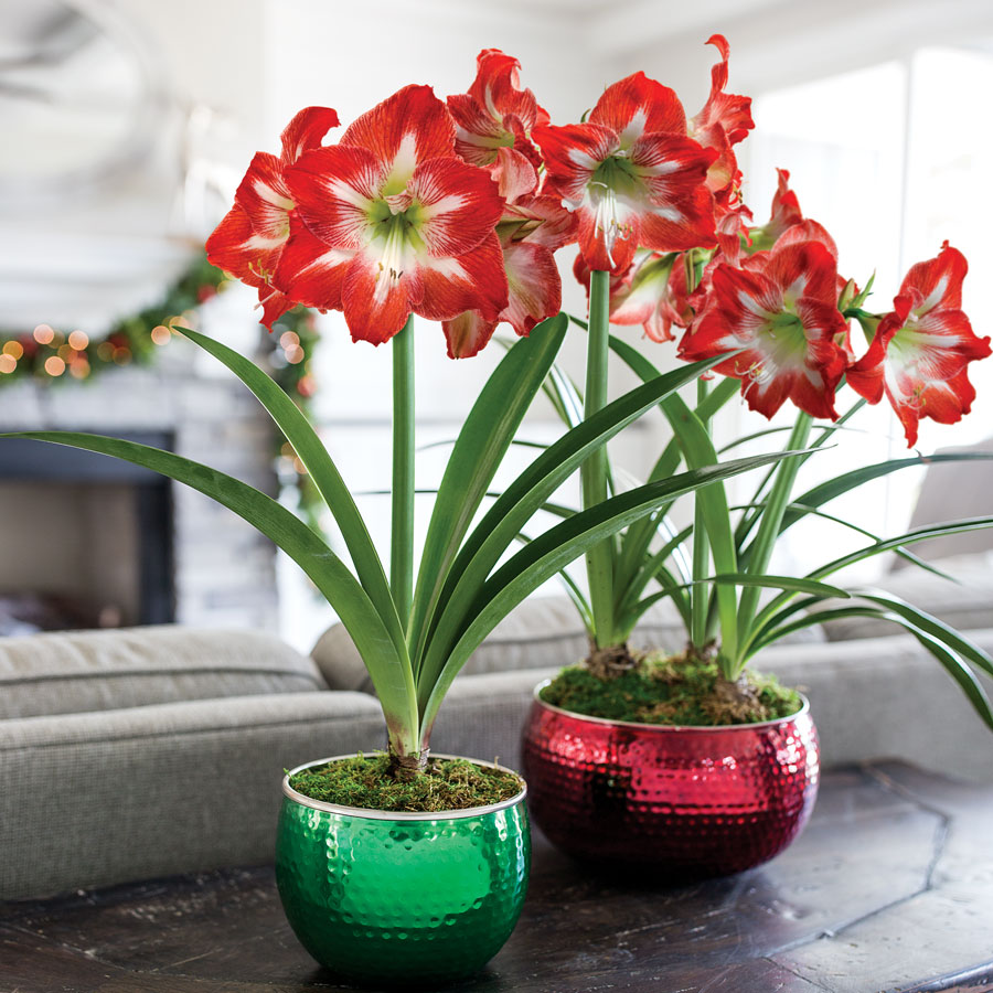 Amaryllis