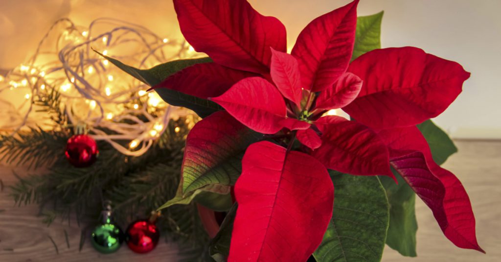 Christmas Poinsettias