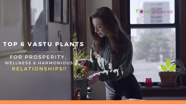 Top 6 Vastu Plants for Prosperity, Wellness, & Harmonious Relationships!!