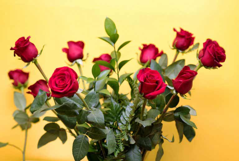About Red Roses