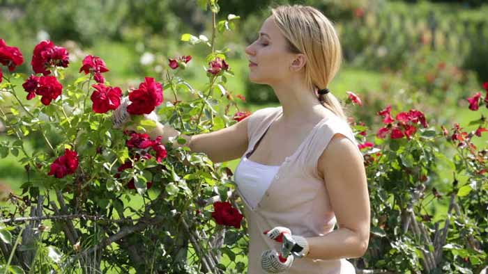 Rose Care Guide