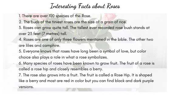 Amazing Facts about Roses