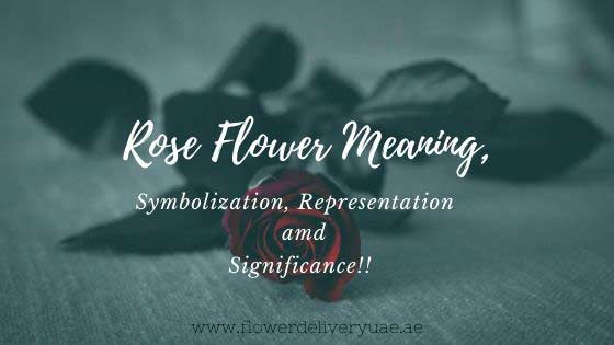 Rose Flower Meaning, Symbolization, Representation, and Significance!!