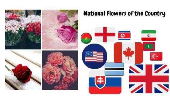 Rose as National Flowers of the Country