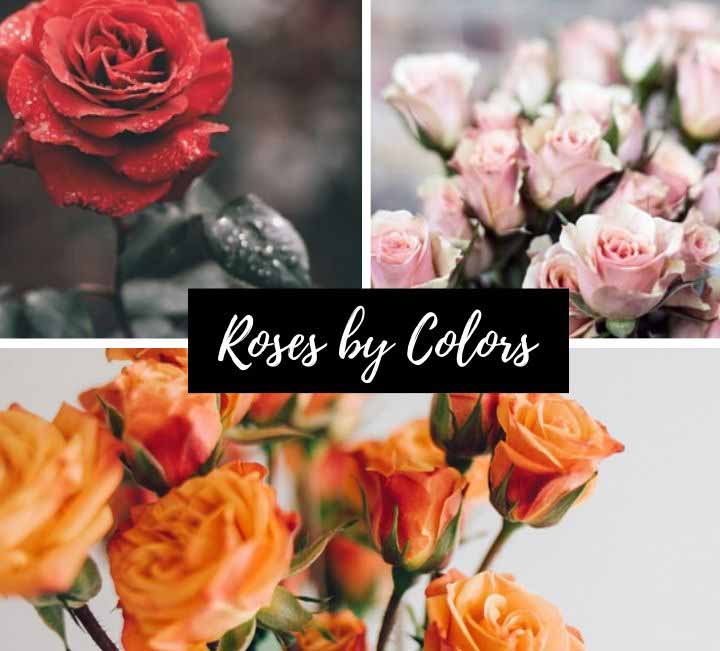 Rose by Colors