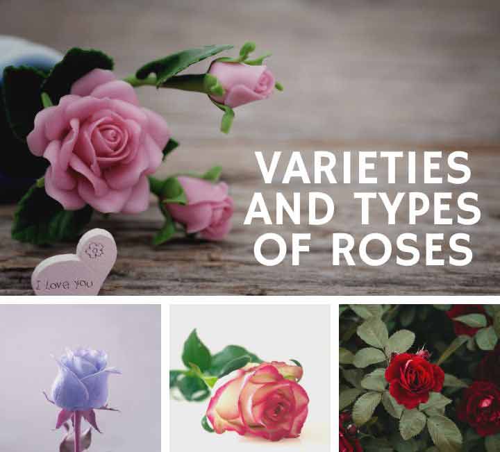 Types of Roses