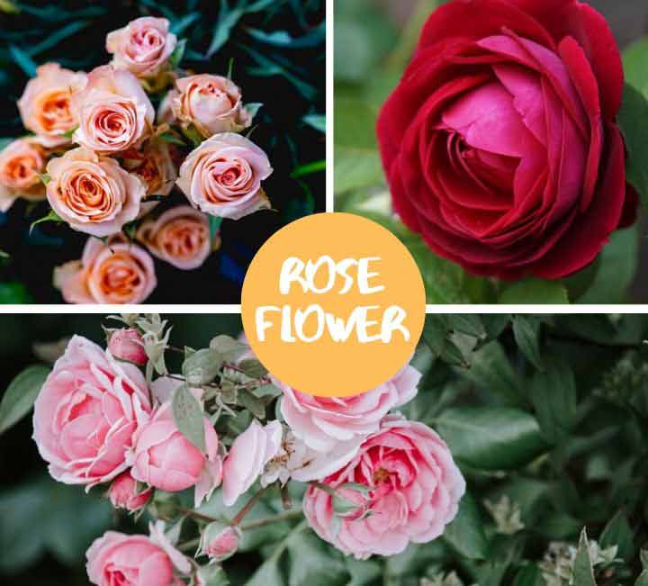 What Does Rose Flower Symbolizes