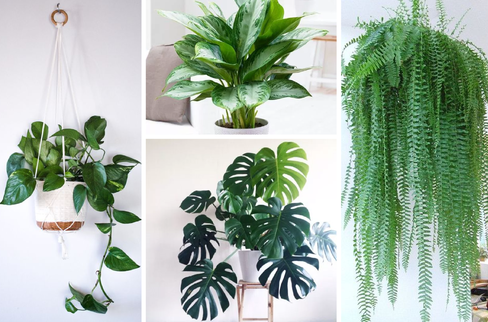 8 Amazing Houseplants to Decorate Home with Goodness of Nature!!