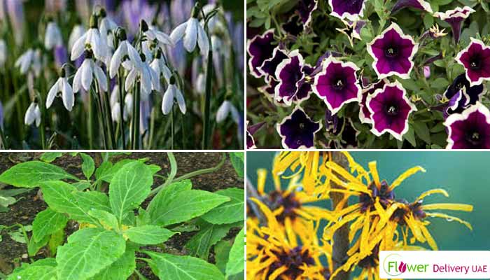 10 Most Amazing Flowering Plants that Thrive in UAE during Winters 2023!!