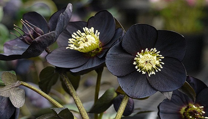 Hellebore