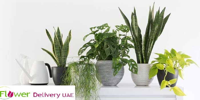 Refreshing Plants Perfect to Beat UAE Scorching Summer Heat!!