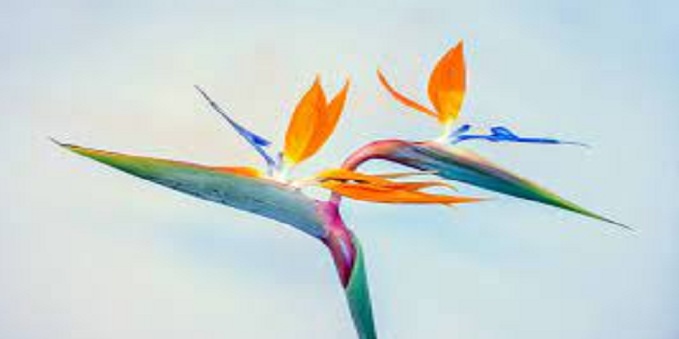Bird of Paradise