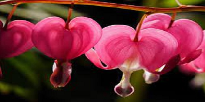 Bleeding Heart