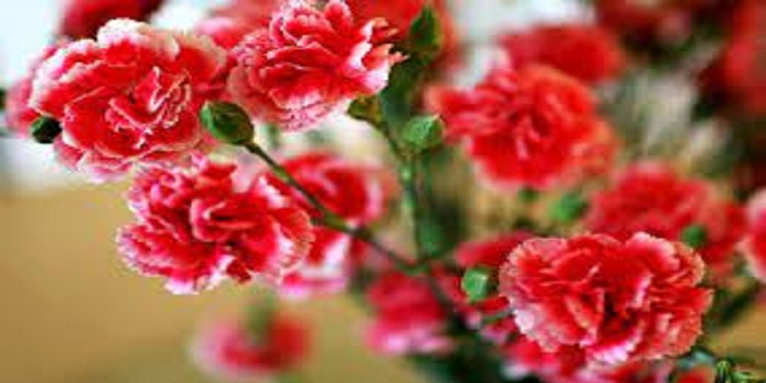 Carnation