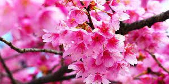 Cherry Blossom