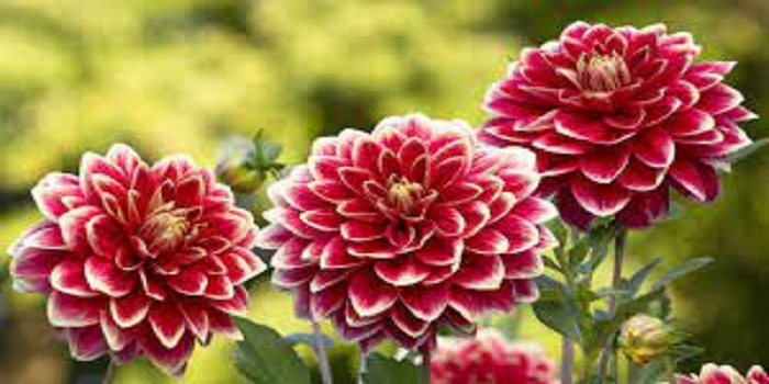 Dahlia
