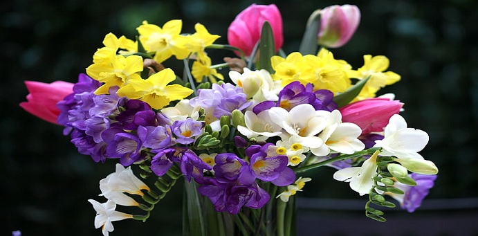 Freesia