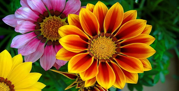 Gazania