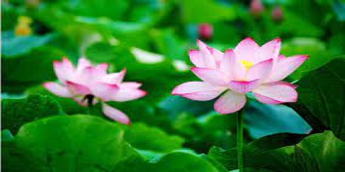 Lotus