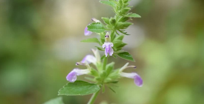 Spikenard