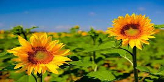Sunflowers