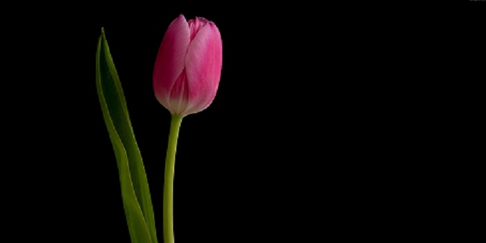 Tulip