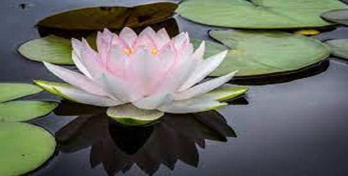Water Lily