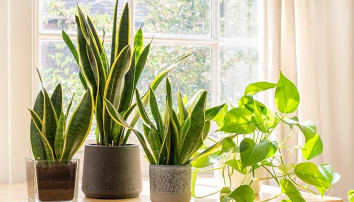 8 Interesting Indoor Plants Home Decoration Ideas!!