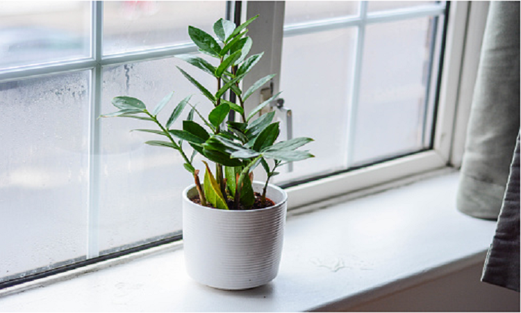new year plants