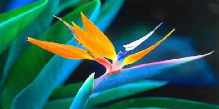 Bird of Paradise