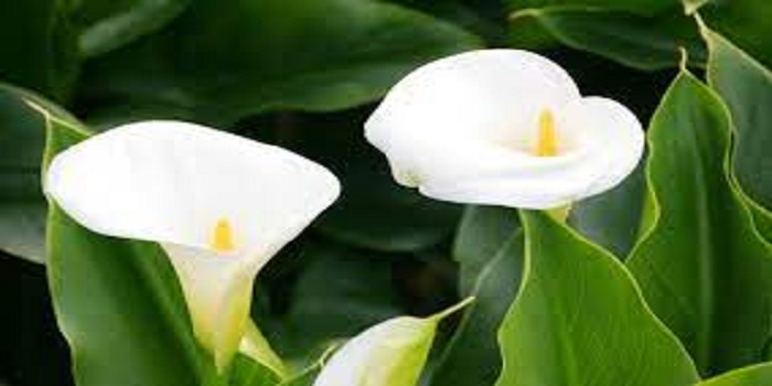 Calla Lilies