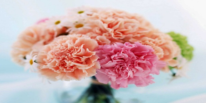 Carnations