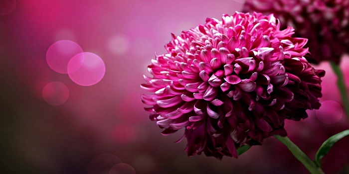 Chrysanthemums