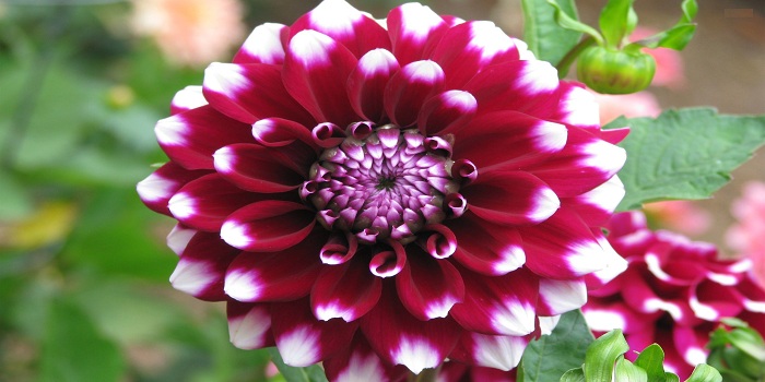 Dahlia