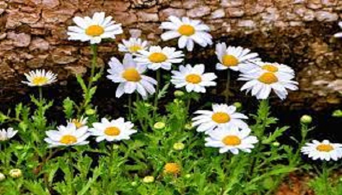 Daisies