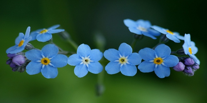 forget me not