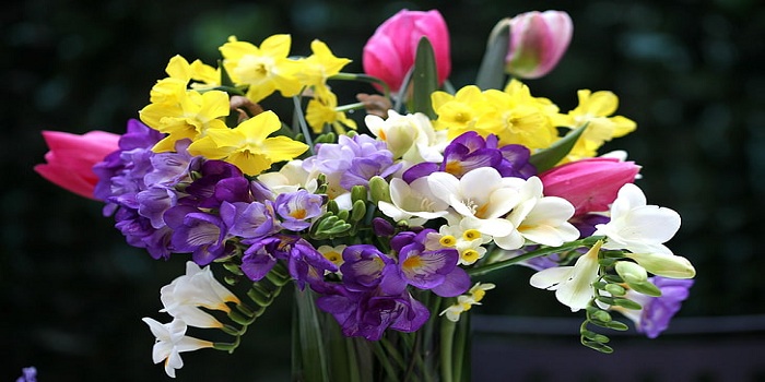 Freesia